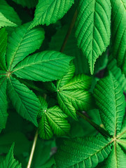Fresh clean green leaves after rain. Raindrops, wet greens. Selective focus, film and grain photo. Mobile photography