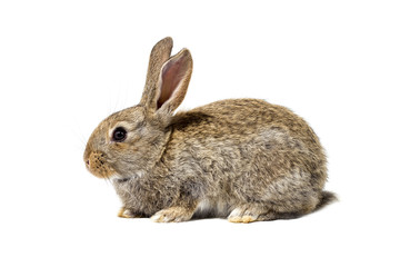 little gray fluffy bunny, isolate, easter bunny