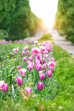 pink tulips in park, nature background. blossom spring season. beautiful garden landscape design. Moscow, Gorky Park