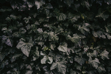 Efeu Hintergrund dunkel