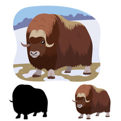North American animal musk ox stands on a background of thawed snow - obrazy, fototapety, plakaty
