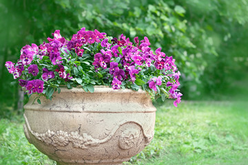 Fototapeta na wymiar viola flowers in spring or summer garden. Blooming bright purple viola flowers growing in stone vase. 