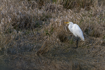 The great egret - Ardea alba