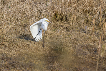 The great egret - Ardea alba