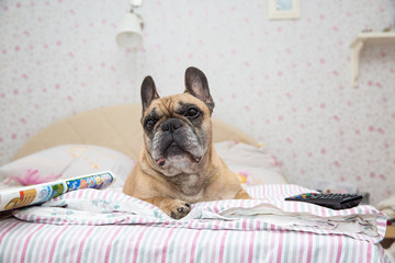 French bulldog lies on bed, next to lies newspaper and bullets from TV.