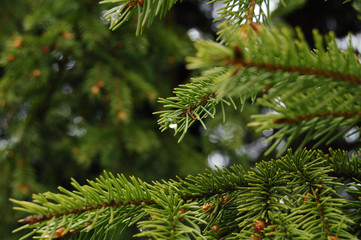 Fototapeta premium green pine needles