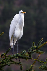 The great egret - Ardea alba