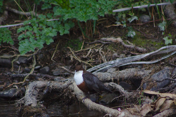 dipper on roots at edge of river
