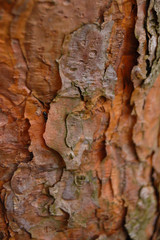 tree bark texture