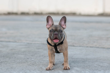 A cute fawn colored French Bulldog. Adorable french bulldog puppy. Walking around the street. Gray white background.vintage style. copy space.