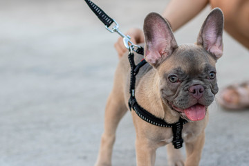 A cute fawn colored French Bulldog. Adorable french bulldog puppy. Walking around the street. Gray white background.vintage style. copy space.