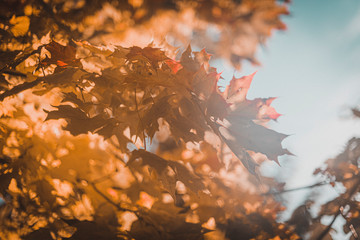 autumn leaves on the ground