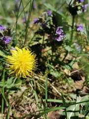 Landschaft; See, Weiher; Blumen; Tiere; 