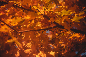 autumn leaves in the sun
