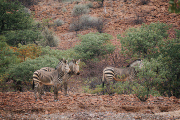 Obraz na płótnie Canvas Wild Zebra in the kunene region, Nambia