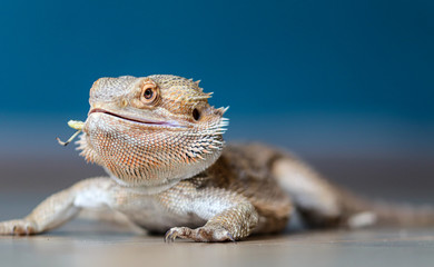 Bearded Dragon