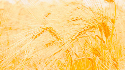 Close up gold yellow wheat field on the sunset. Close up nature photo. Harvest, agriculture, agronomy, industry concept. Horizontal image.