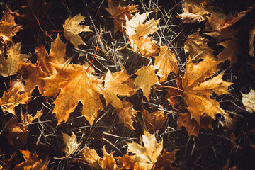 autumn leaves on the ground