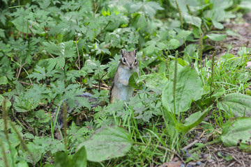  Chipmunk in the thicket of grass looks for danger.