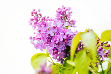 Spring flowering lilac. Macro shot of lilac flowers.