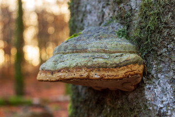 Fototapeta na wymiar A mushroom on a tree trunk 