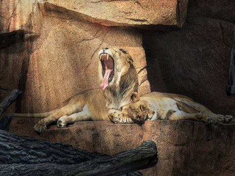 The young male lion yawns baring its very large sharp canine teeth.