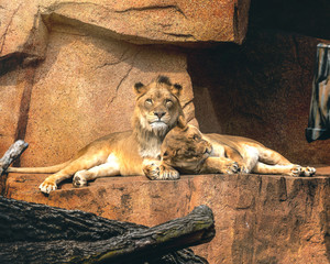 A male and female lion cuddles in their resting spot while the male looks towards the camera majestically.