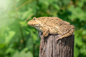 Image of Chinese edible frog, East Asian bullfrog, Taiwanese frog (Hoplobatrachus rugulosus) on the stump. Amphibian. Animal.