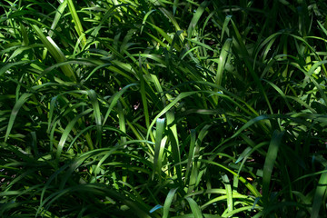 Green background with plants and bushes in the garden.