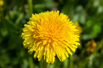 White dandelions close-up on a green background.