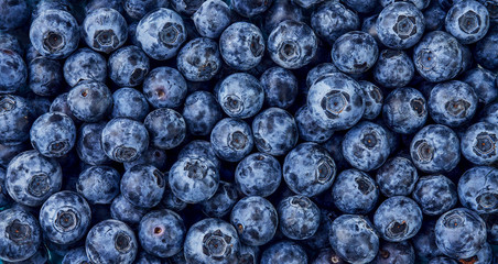 Fresh blueberry background. Top view. Concept of healthy and dieting eating. Blue texture of blueberries.