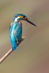 Image of common kingfisher (Alcedo atthis) perched on a branch on nature background. Bird. Animals.