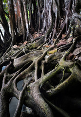 Raices enormes de arboles en la playa