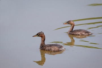 Image of Little Grebe(Tachybaptus ruficollis) with reflection wading on water. Bird. Animals.