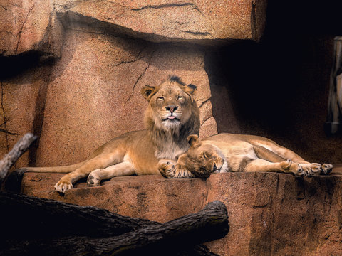 A lion and lioness sunbathing, while the male lion sticks out its tongue while looking towards the camera.