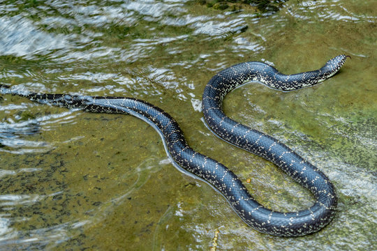 Snake In Water