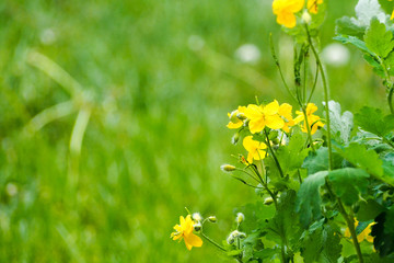 Small yellow celandine flowers on a green background of foliage. In the woods in the morning