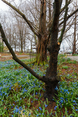 Trees surrounded by small blue flowers