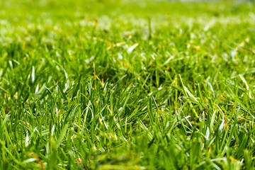 green grass just cut with a lawnmower . the background is green