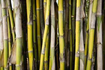 Green bamboo trunk texture background.