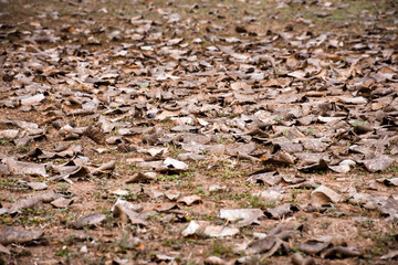 Dry leaves in autumn season drop on the ground.