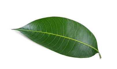 Leaves plum mango isolate on white background.