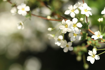 white flowers in spring