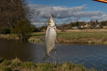 Good catch. Just taken from the water big freshwater common bream known as bronze bream on natural background. Composition of fish on green grass. Fishing time on the river.