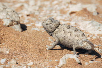 Namaqua chameleon (Chamaeleo namaquensis), Namib desert, Namibia, Africa