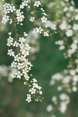 white flowers on green background