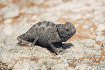Namaqua chameleon (Chamaeleo namaquensis), Namib desert, Namibia, Africa