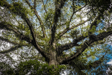 Ramas de arbol gigantesco