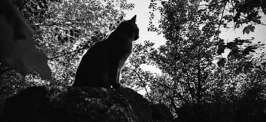 dark cat photo