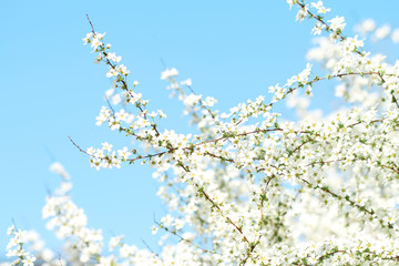 small white flowers on blue sky background